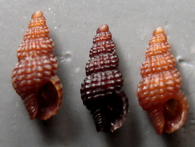 Famiglia Buccinidae: il genere Chauvetia